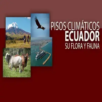 Pisos Climáticos del Ecuador – Flora, fauna y más