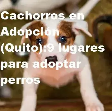 Cachorros en Adopción (Quito) 9 lugares para adoptar perros