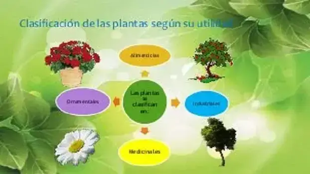 Clasificación de las Plantas: Tipos de plantas según su utilidad