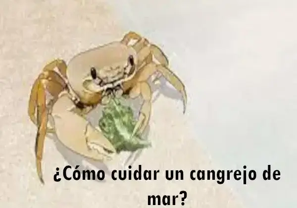 ¿Cómo cuidar un cangrejo de mar?