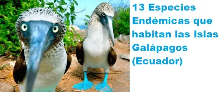13 Especies Endémicas que habitan las Islas Galápagos (Ecuador)