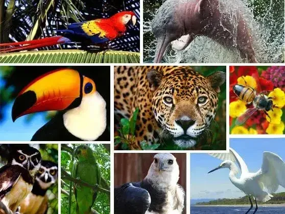 Región Amazónica del Ecuador – Flora, fauna, y más