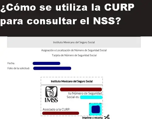 ¿Cómo se utiliza la CURP para consultar el NSS?