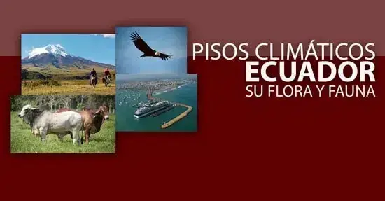 Los Pisos Climáticos del Ecuador – Flora, fauna y más características