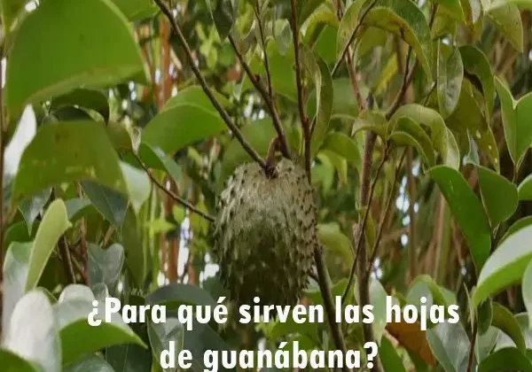 ¿Para qué sirven las hojas de guanábana?